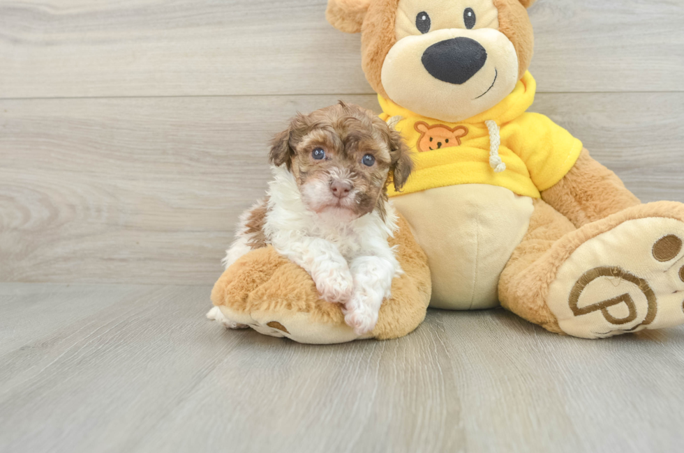 5 week old Havanese Puppy For Sale - Pilesgrove Pups