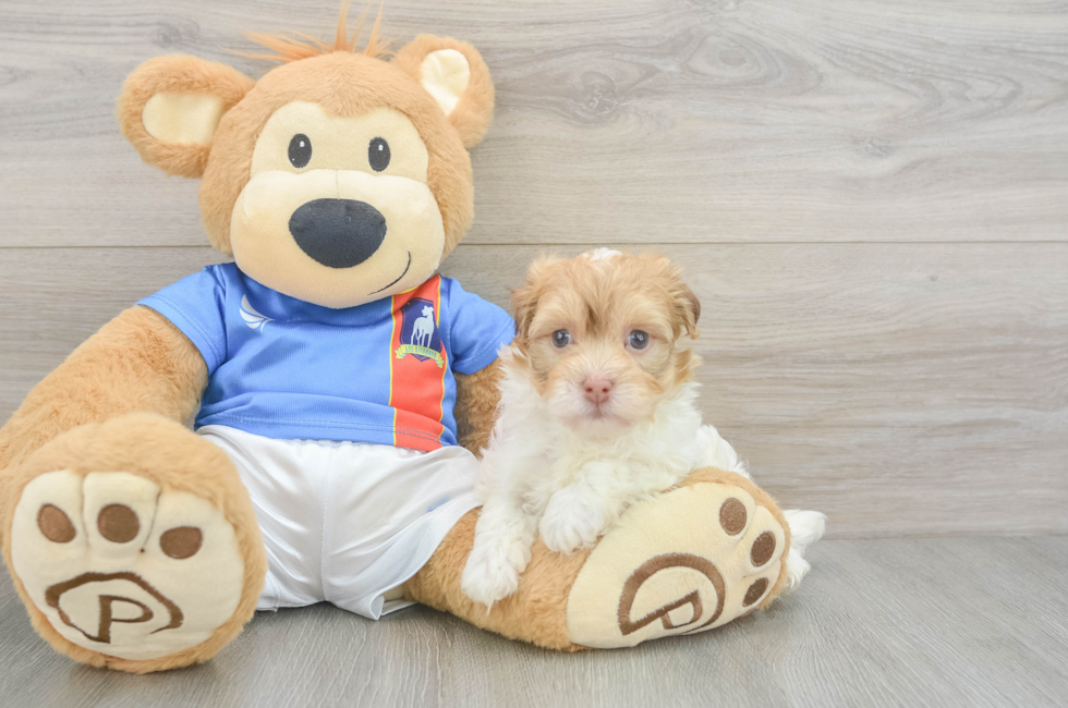 6 week old Havanese Puppy For Sale - Pilesgrove Pups