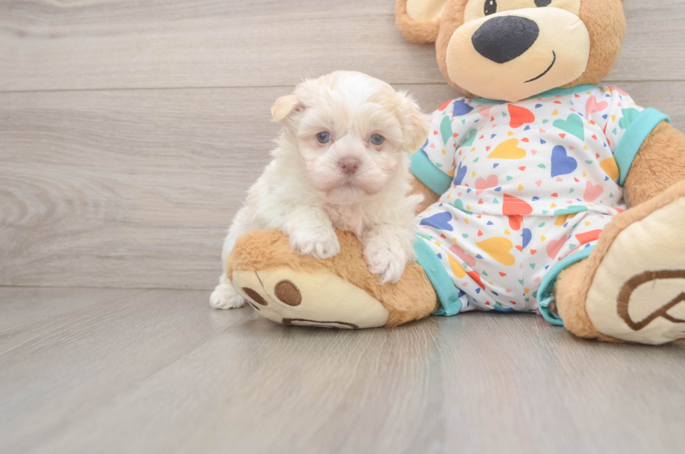 5 week old Havanese Puppy For Sale - Pilesgrove Pups