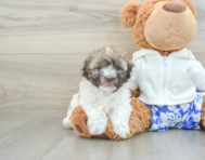 6 week old Havanese Puppy For Sale - Pilesgrove Pups