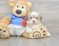 8 week old Havanese Puppy For Sale - Pilesgrove Pups