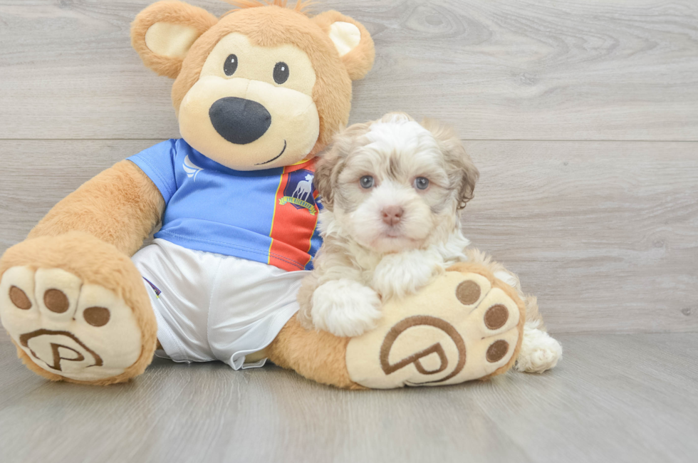 8 week old Havanese Puppy For Sale - Pilesgrove Pups