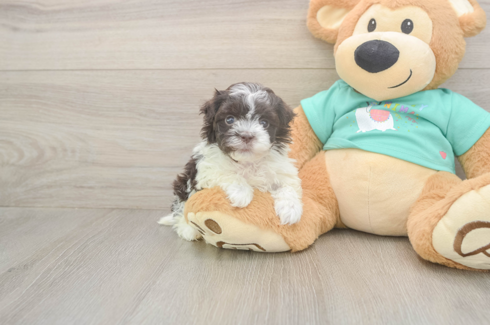 5 week old Havanese Puppy For Sale - Pilesgrove Pups