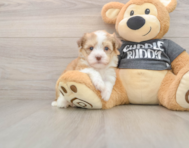5 week old Havanese Puppy For Sale - Pilesgrove Pups