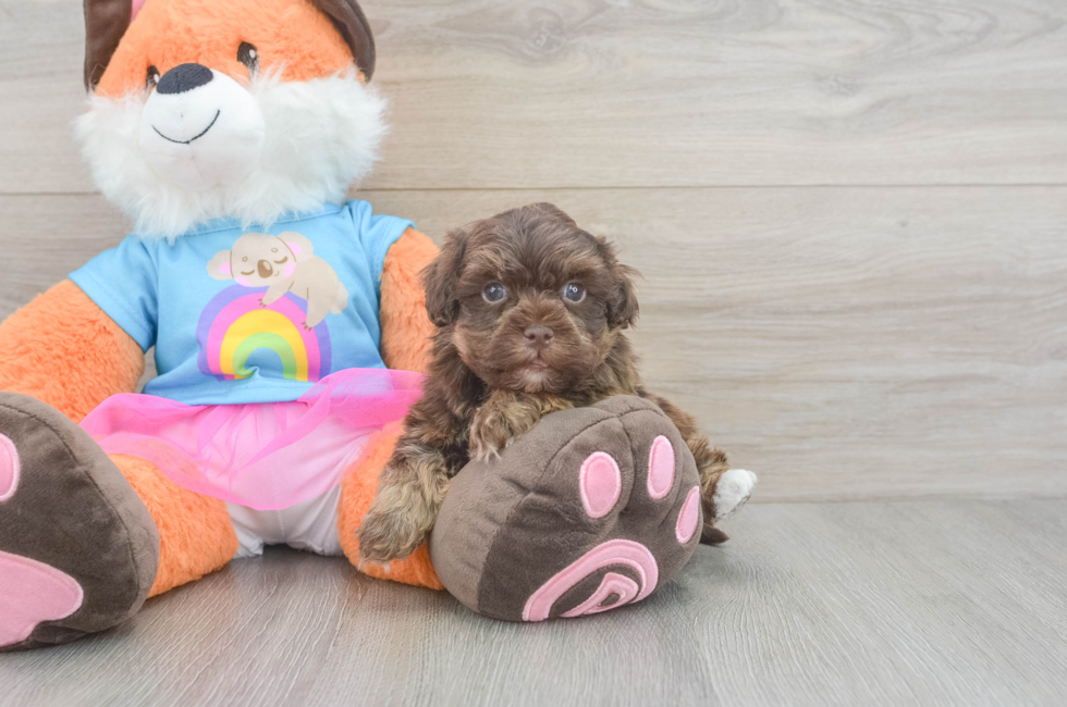 5 week old Havapoo Puppy For Sale - Pilesgrove Pups