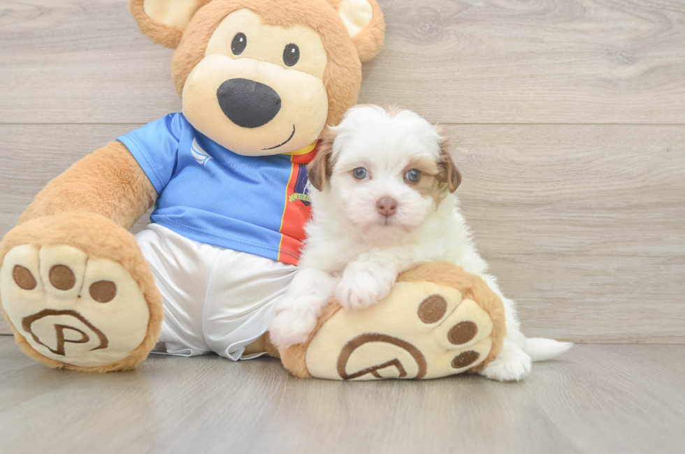 5 week old Havapoo Puppy For Sale - Pilesgrove Pups