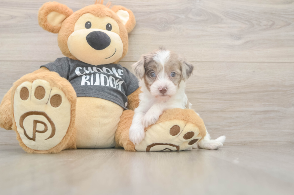 5 week old Havapoo Puppy For Sale - Pilesgrove Pups