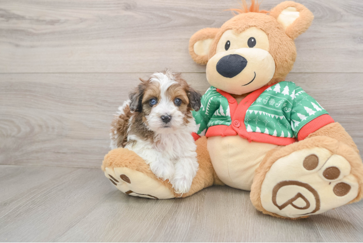 Little Havadoodle Poodle Mix Puppy