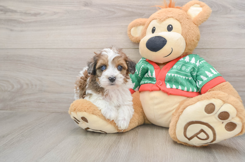 5 week old Havapoo Puppy For Sale - Pilesgrove Pups