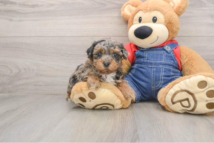 Havapoo Puppy for Adoption