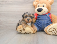 7 week old Havapoo Puppy For Sale - Pilesgrove Pups