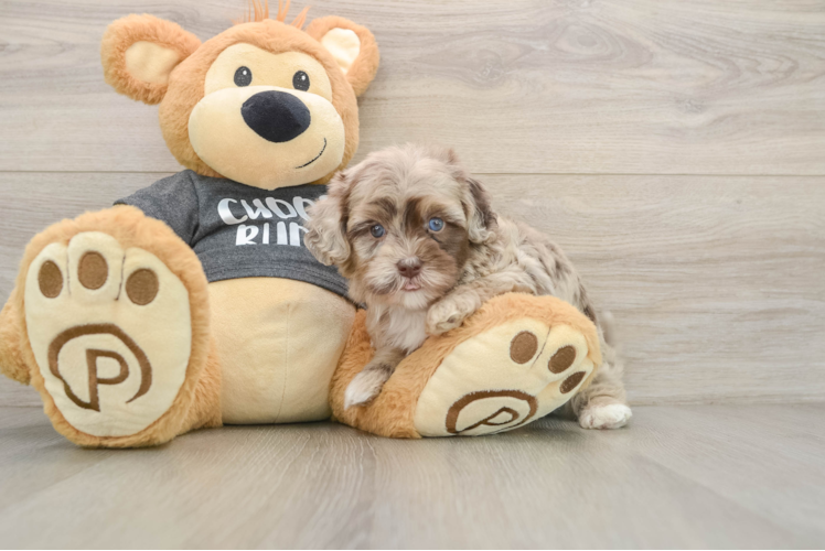 Little Havadoodle Poodle Mix Puppy