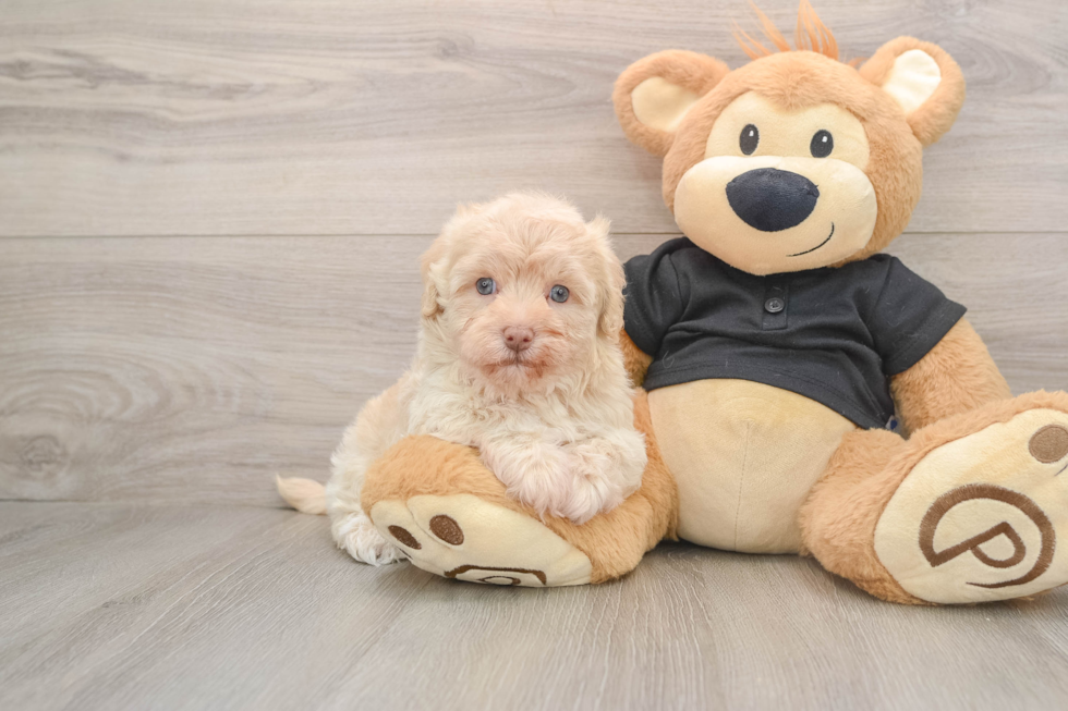 Fluffy Havapoo Poodle Mix Pup