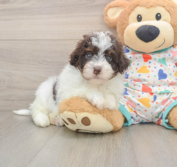 8 week old Havapoo Puppy For Sale - Pilesgrove Pups