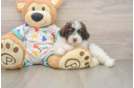 Best Havapoo Baby
