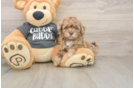 Havapoo Puppy for Adoption