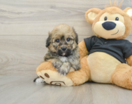7 week old Havapoo Puppy For Sale - Pilesgrove Pups