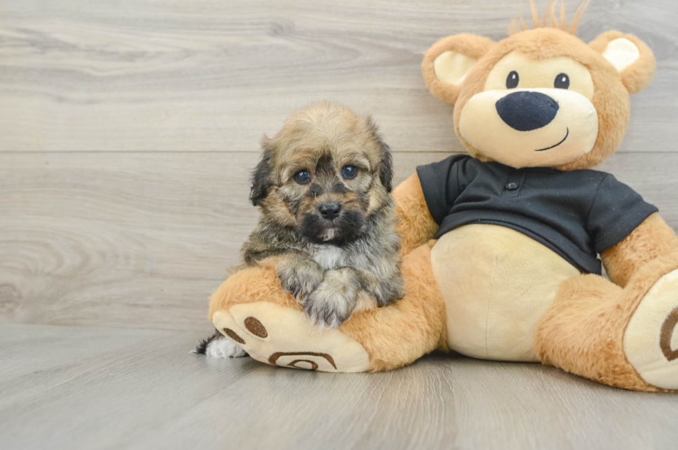 5 week old Havapoo Puppy For Sale - Pilesgrove Pups