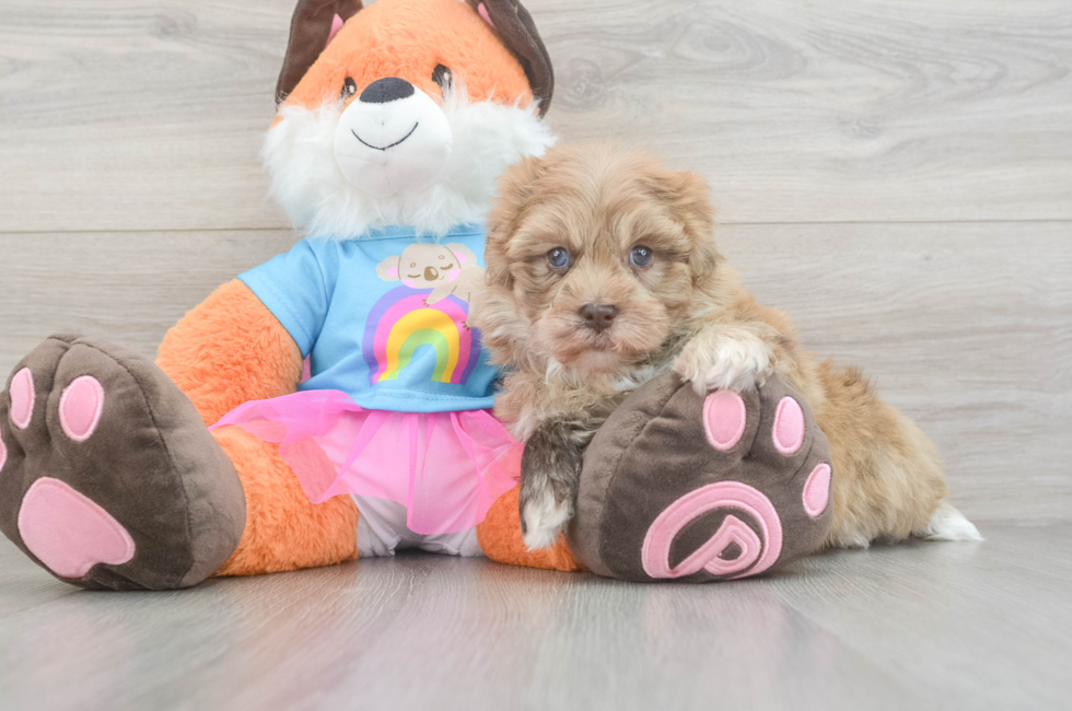 5 week old Havapoo Puppy For Sale - Pilesgrove Pups