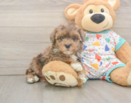 7 week old Havapoo Puppy For Sale - Pilesgrove Pups