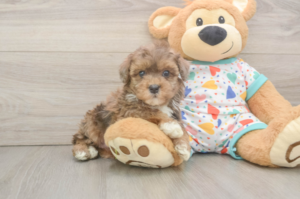 6 week old Havapoo Puppy For Sale - Pilesgrove Pups