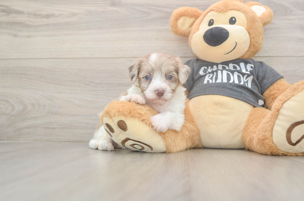 5 week old Havapoo Puppy For Sale - Pilesgrove Pups
