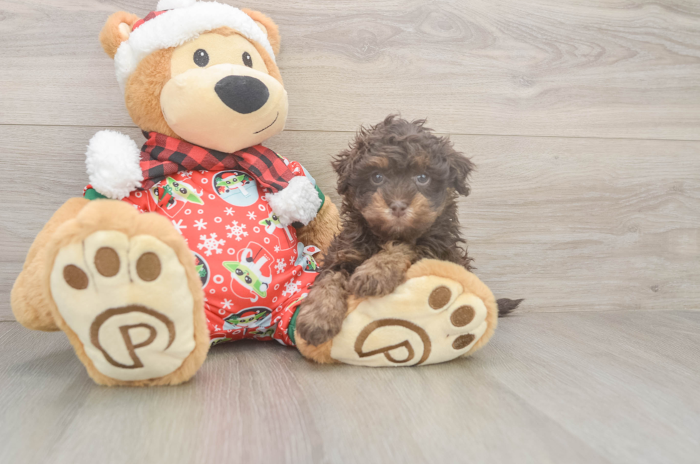 5 week old Havapoo Puppy For Sale - Pilesgrove Pups