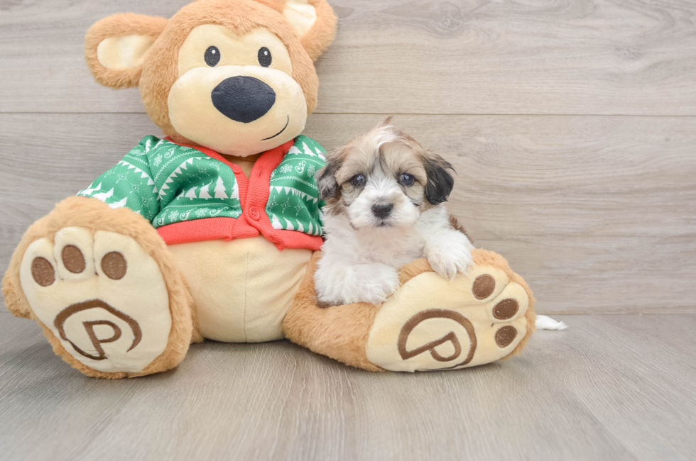 5 week old Havapoo Puppy For Sale - Pilesgrove Pups