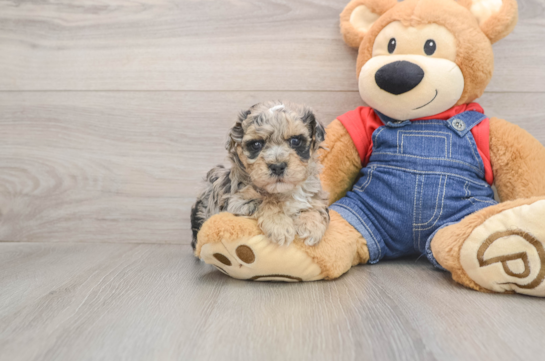 Smart Havapoo Poodle Mix Pup
