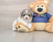 7 week old Havapoo Puppy For Sale - Pilesgrove Pups