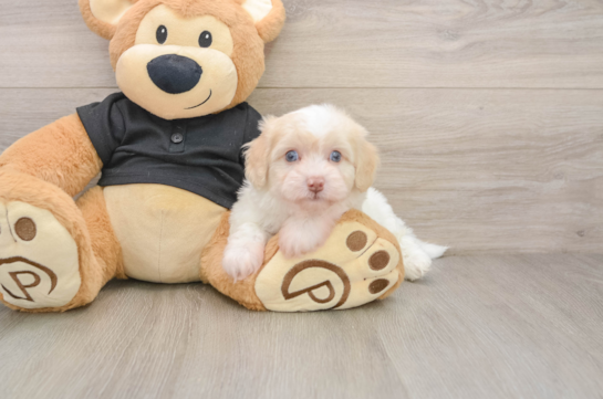 Smart Havapoo Poodle Mix Pup