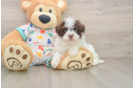 Playful Havadoodle Poodle Mix Puppy