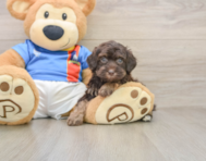 5 week old Havapoo Puppy For Sale - Pilesgrove Pups