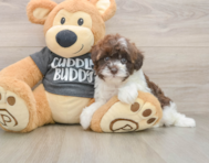 8 week old Havapoo Puppy For Sale - Pilesgrove Pups