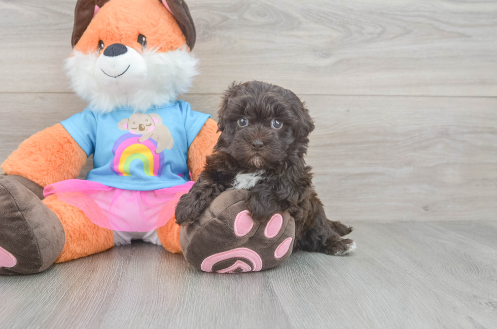 5 week old Havapoo Puppy For Sale - Pilesgrove Pups
