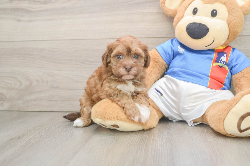 6 week old Havapoo Puppy For Sale - Pilesgrove Pups