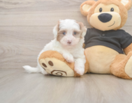 7 week old Havapoo Puppy For Sale - Pilesgrove Pups