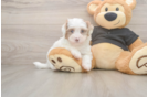 Hypoallergenic Havadoodle Poodle Mix Puppy