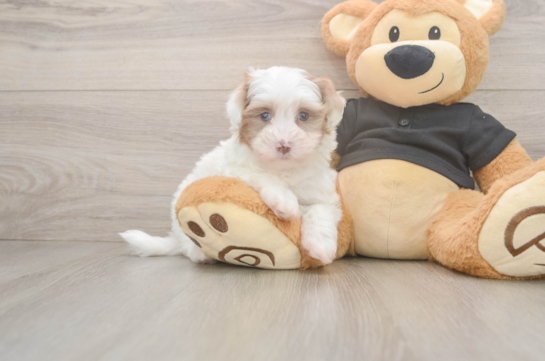 Hypoallergenic Havadoodle Poodle Mix Puppy