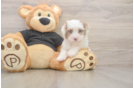 Playful Havadoodle Poodle Mix Puppy