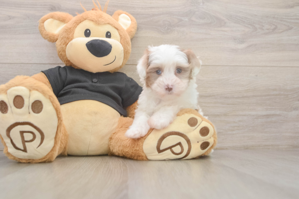 Playful Havadoodle Poodle Mix Puppy