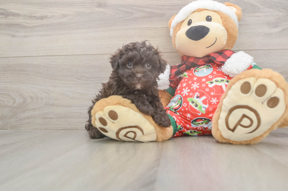 5 week old Havapoo Puppy For Sale - Pilesgrove Pups