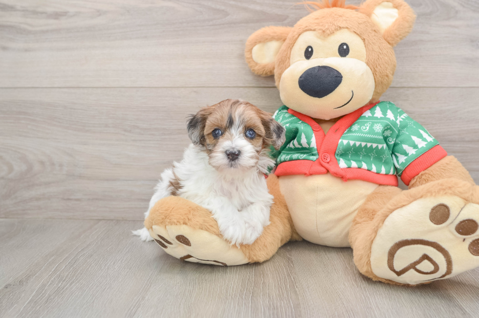 5 week old Havapoo Puppy For Sale - Pilesgrove Pups