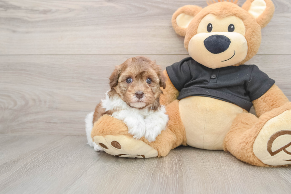 Havapoo Pup Being Cute