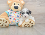 7 week old Havapoo Puppy For Sale - Pilesgrove Pups