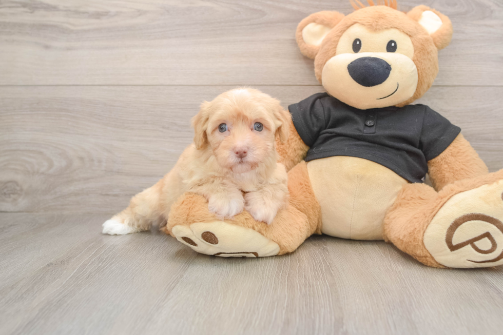 Energetic Havadoodle Poodle Mix Puppy