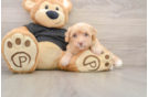 Havapoo Pup Being Cute