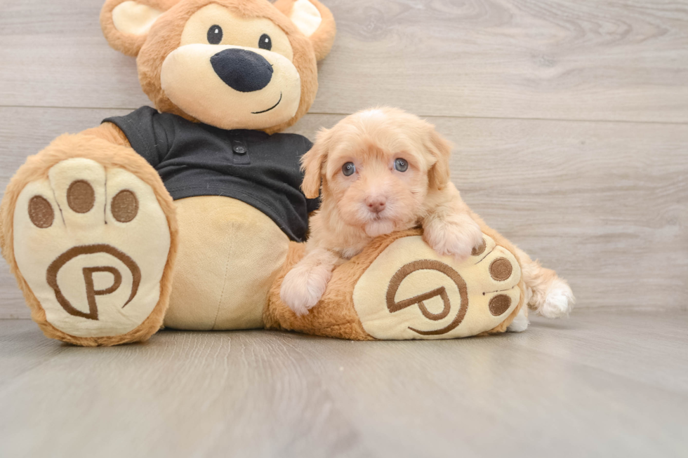 Havapoo Pup Being Cute