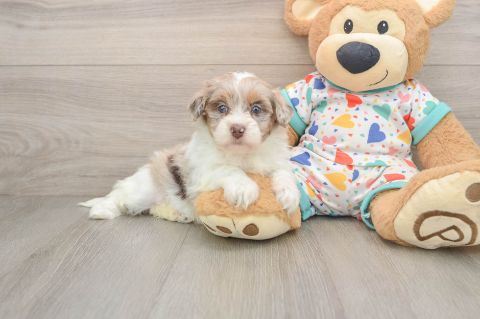 Havapoo Pup Being Cute