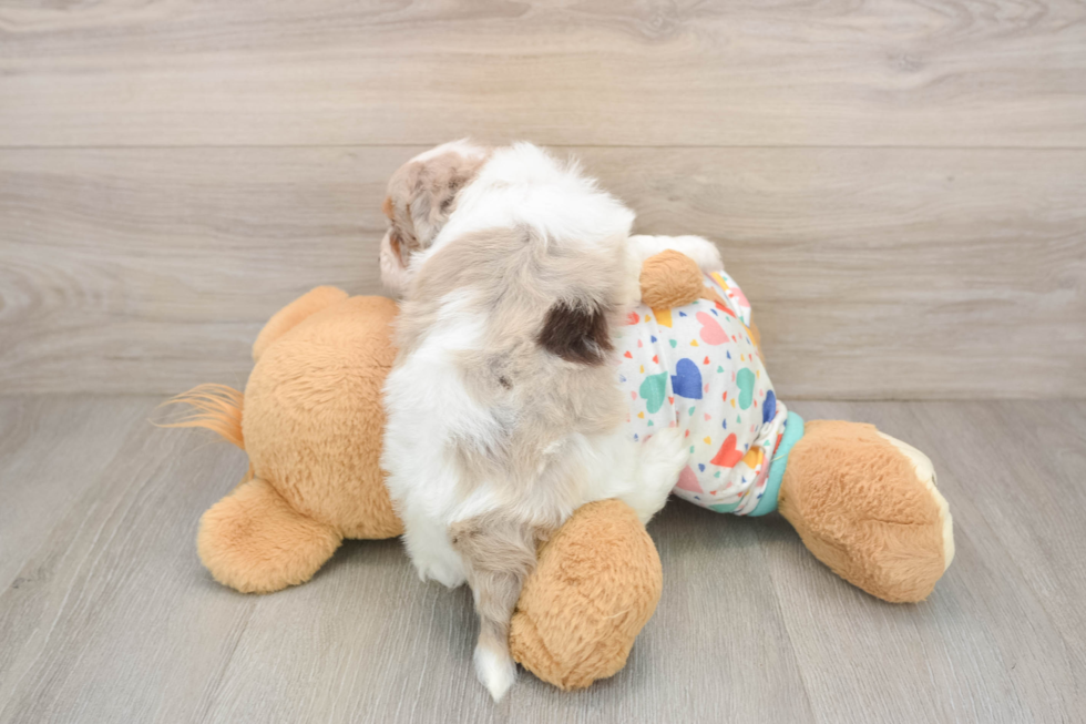 Popular Havapoo Poodle Mix Pup